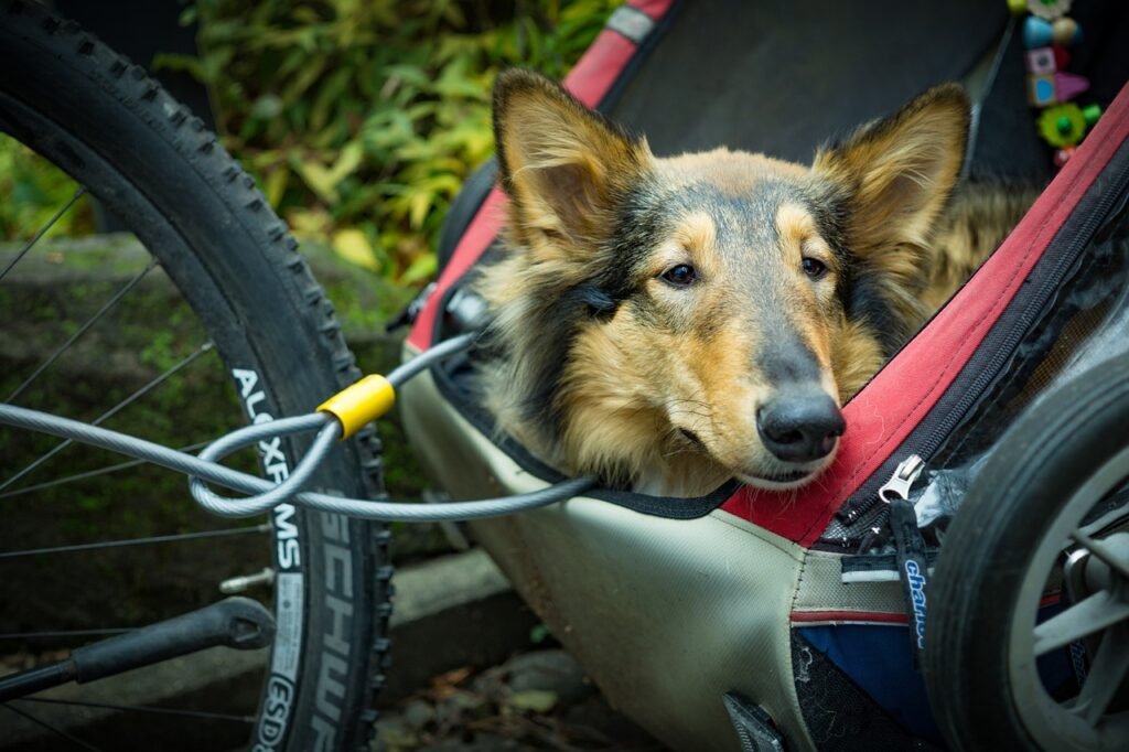 Can I Use A Bike Trailer To Transport Children Or Cargo Safely?